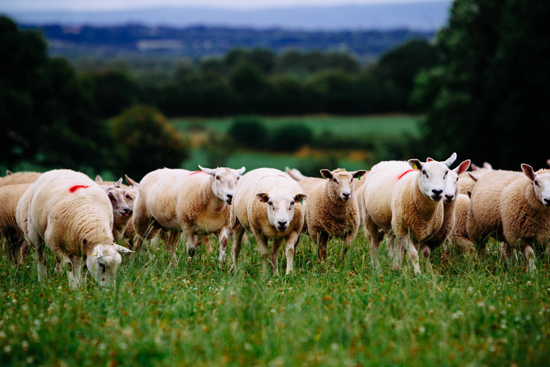 Bord Bia Irish Food Board